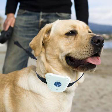 collier anti aboiement petit chien Ultrasonique Collier dressage chien